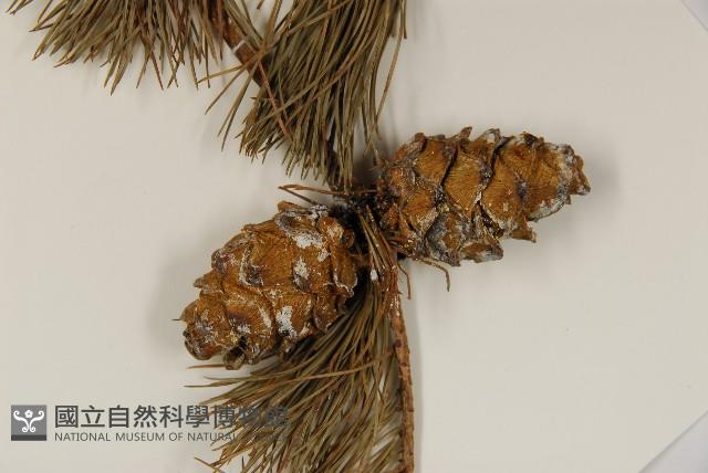 臺灣五葉松藏品圖，第3張