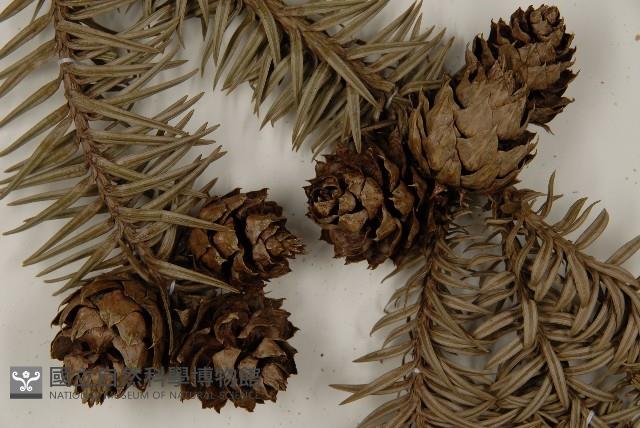 杉木藏品圖，第3張