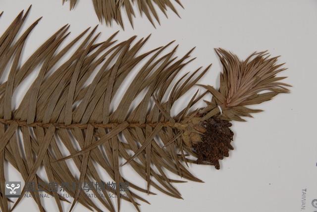 杉木藏品圖，第3張