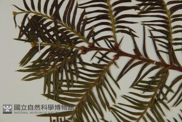 雲南紅豆杉藏品圖，第3張