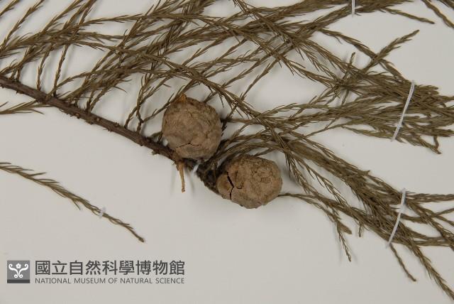 池杉藏品圖，第3張