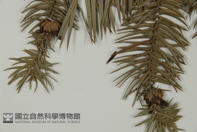 杉木藏品圖，第3張