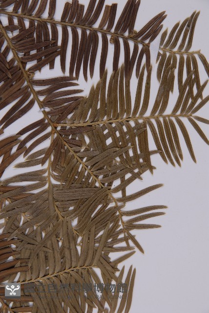 臺灣紅豆杉藏品圖，第3張