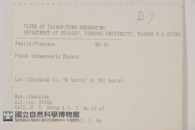 臺灣二葉松藏品圖，第2張