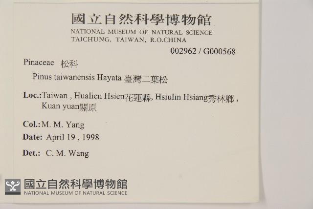 臺灣二葉松藏品圖，第2張