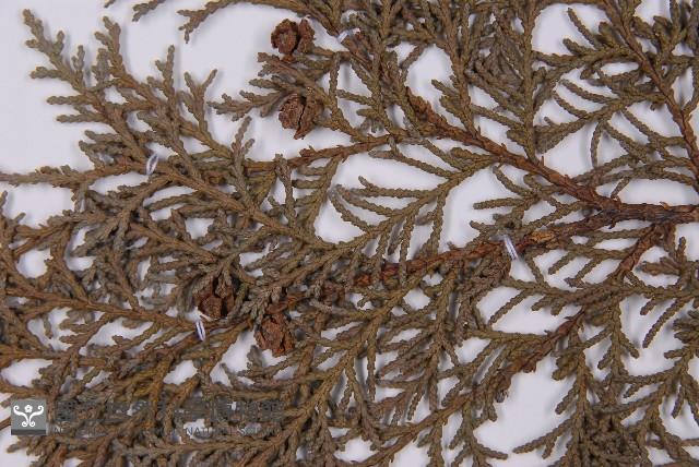 臺灣扁柏藏品圖，第3張