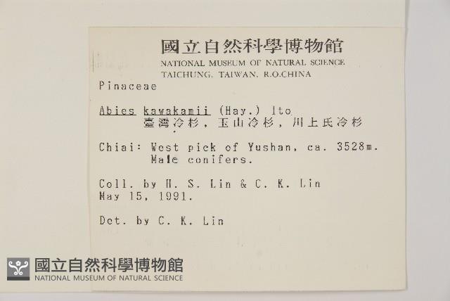臺灣冷杉藏品圖，第2張