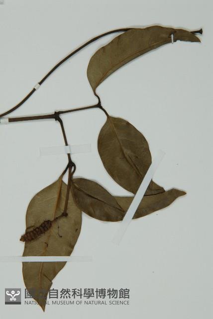 小葉買麻藤藏品圖，第3張