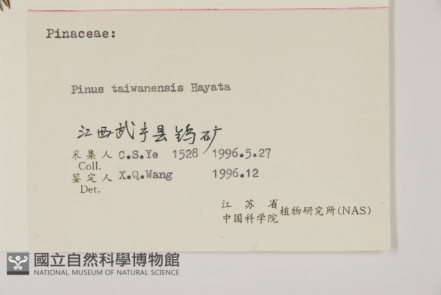 臺灣二葉松藏品圖，第2張