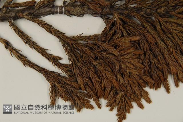 香青藏品圖，第3張