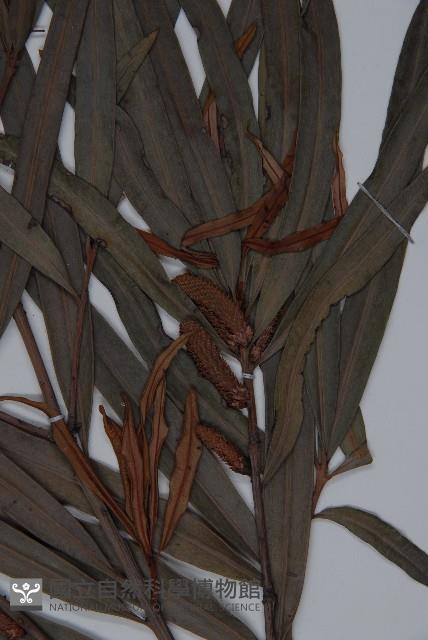 桃實百日青藏品圖，第3張