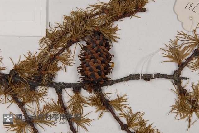 Accession Number:G000348 Collection Image, Figure 3, Total 5 Figures