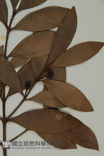 竹柏、南攻竹柏藏品圖，第3張