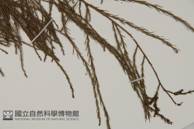 池杉藏品圖，第3張