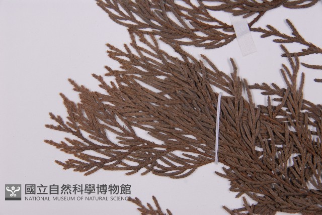 柏木、柏樹藏品圖，第3張