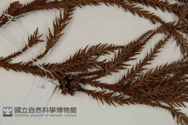 柳杉藏品圖，第3張