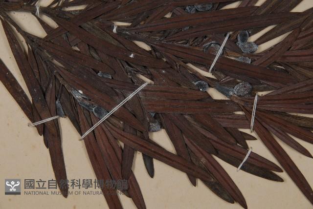 大葉羅漢松藏品圖，第3張