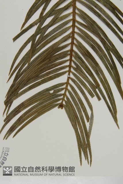 三尖杉藏品圖，第3張