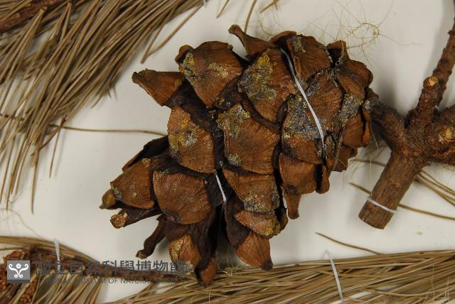 臺灣五葉松藏品圖，第3張