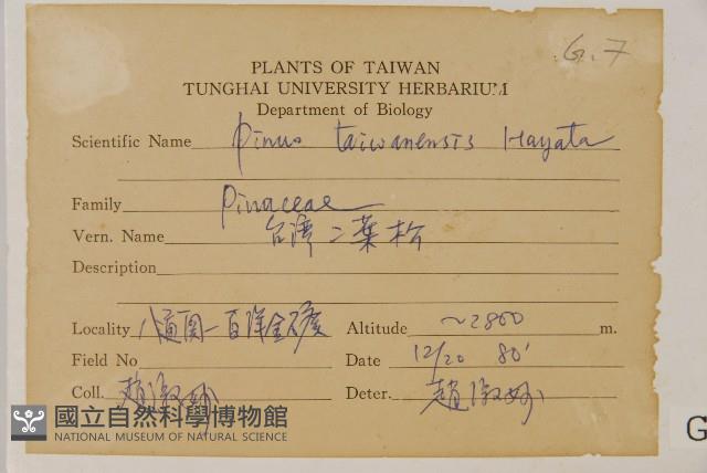臺灣二葉松藏品圖，第2張