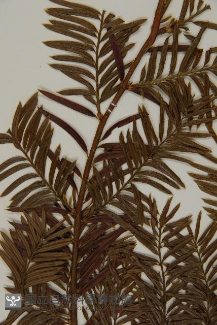 臺灣紅豆杉、紫杉、南方紅豆杉藏品圖，第3張