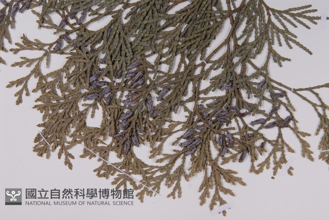 台灣肖楠藏品圖，第3張