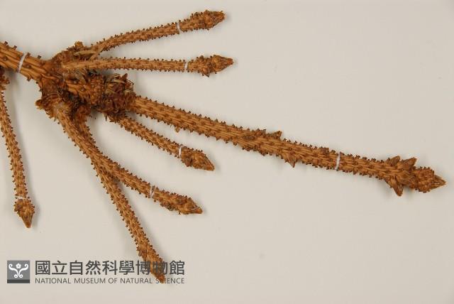 白扦藏品圖，第3張