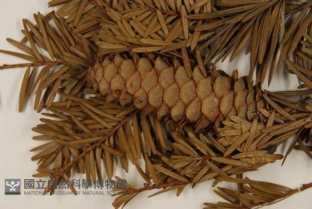 臺灣油杉藏品圖，第3張