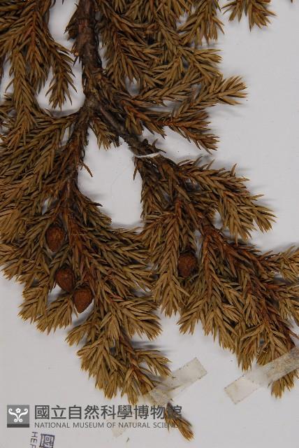 香青藏品圖，第3張