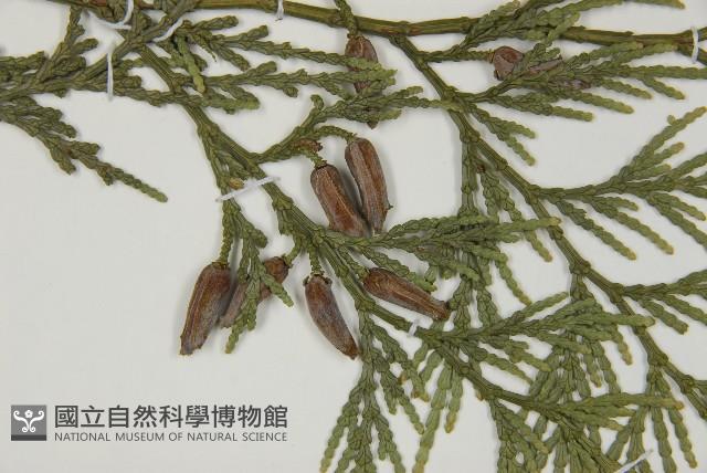 台灣肖楠藏品圖，第3張