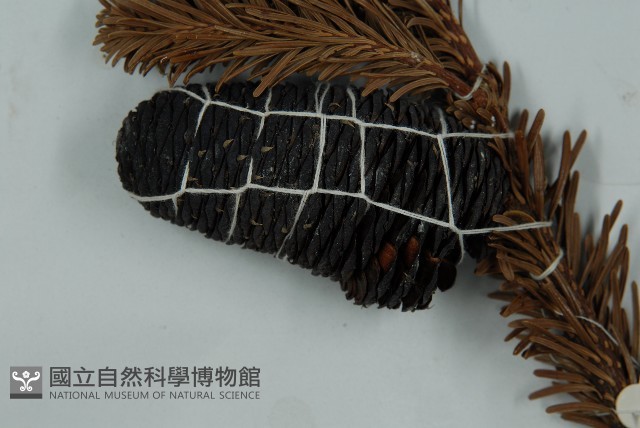 川滇冷杉藏品圖，第3張