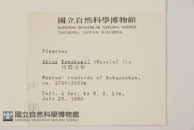 臺灣冷杉藏品圖，第2張