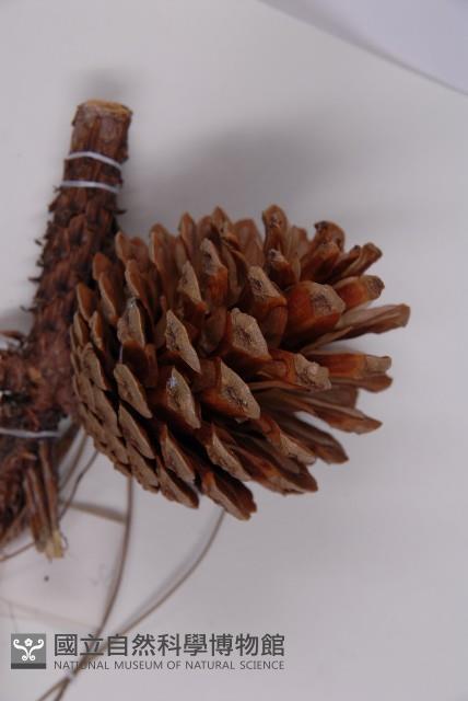 雲南松藏品圖，第3張