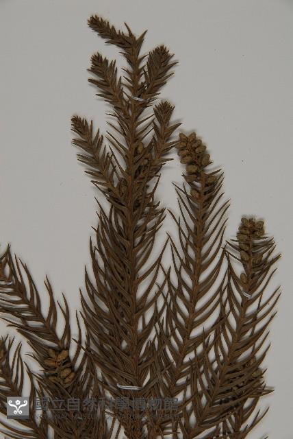 柳杉藏品圖，第3張