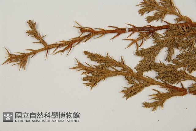 偃柏藏品圖，第3張