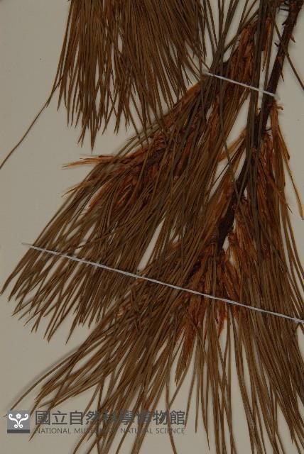 登錄號:G001008藏品圖，第3張