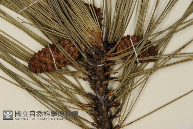 臺灣二葉松藏品圖，第3張