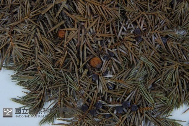 刺柏藏品圖，第3張