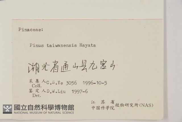 臺灣二葉松藏品圖，第2張