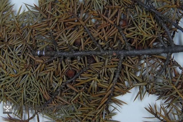 刺柏藏品圖，第3張