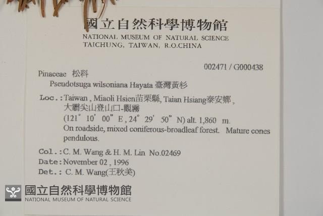 臺灣黃杉藏品圖，第2張