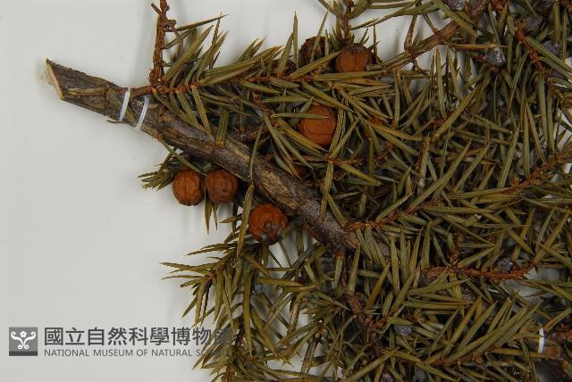 刺柏藏品圖，第3張