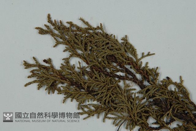 滇藏方枝柏藏品圖，第3張