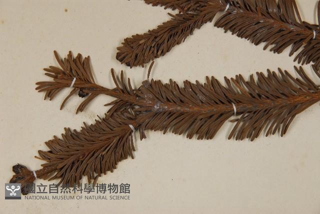 臺灣冷杉藏品圖，第3張