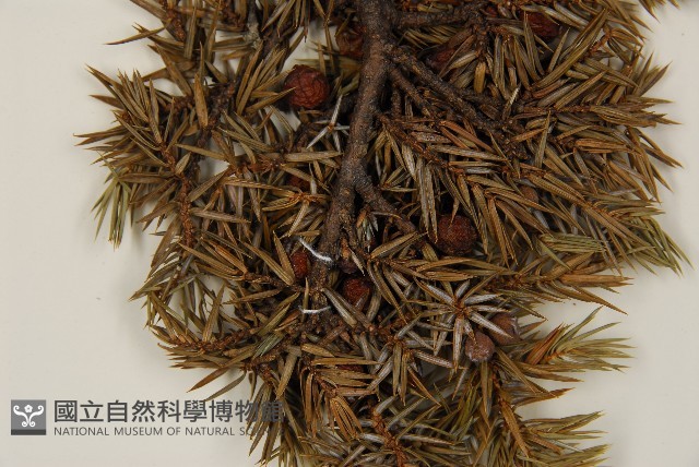 刺柏藏品圖，第3張