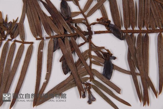 臺灣粗榧、台灣三尖杉藏品圖，第3張