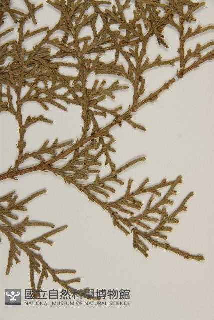 側柏藏品圖，第3張