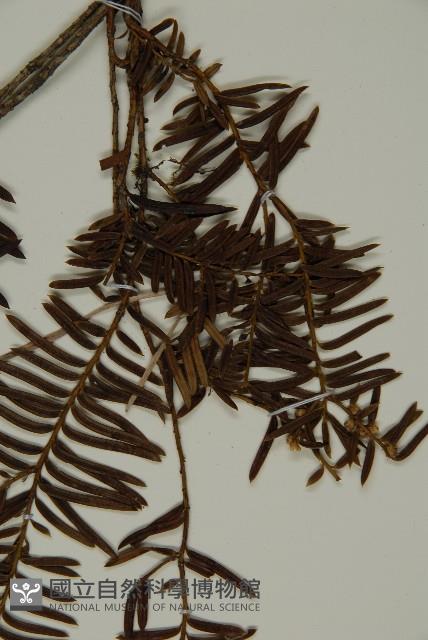 臺灣紅豆杉、紫杉、南方紅豆杉藏品圖，第3張