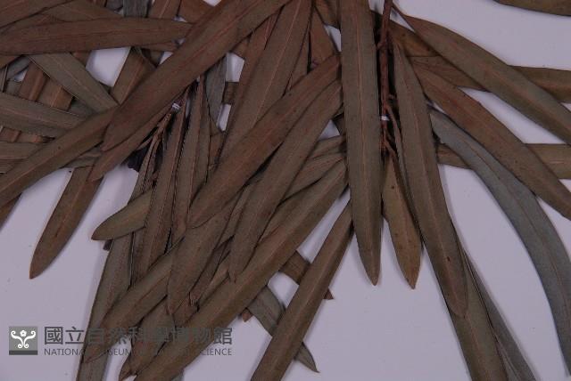 大葉羅漢松藏品圖，第3張