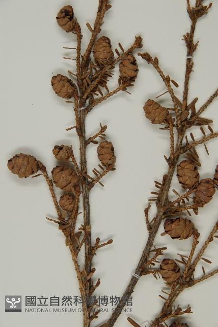 臺灣鐵杉藏品圖，第3張